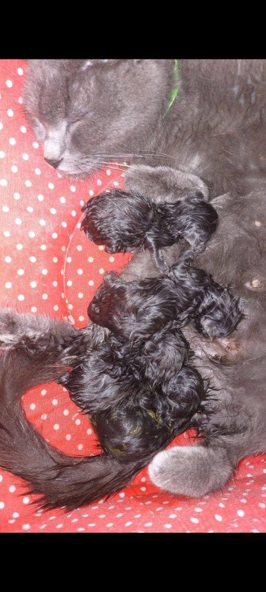 Asya Begüm Uyanıksoy