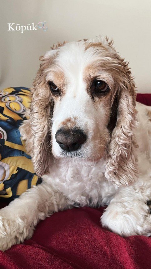 Ayça Kıroğlanoğlu