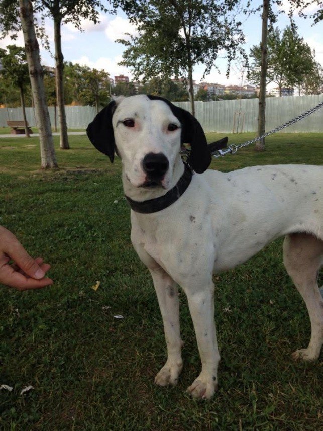 Ayça The Dog Walker