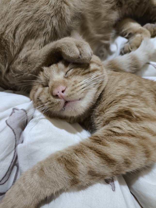 Ayça The Dog Walker