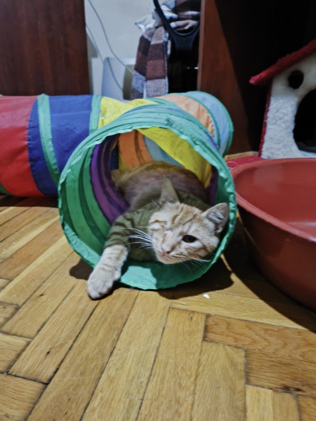 Ayça The Dog Walker