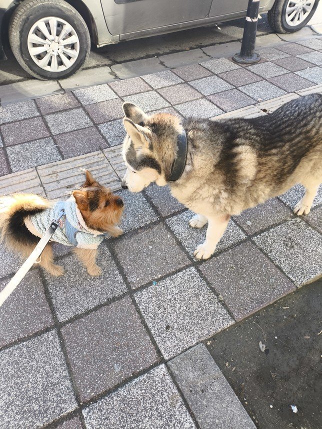 Ayça The Dog Walker