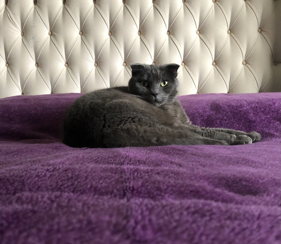 Aysun Küçükakça Kedi Oteli