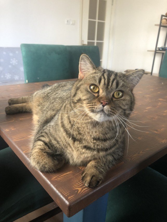 Aysun Küçükakça Kedi Oteli