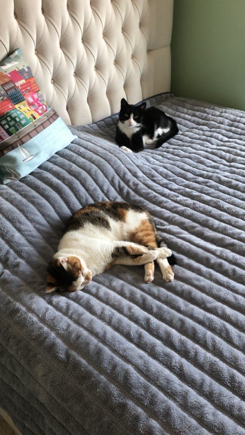 Aysun Küçükakça Kedi Oteli