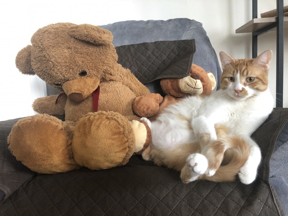 Aysun Küçükakça Kedi Oteli