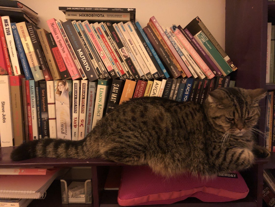 Aysun Küçükakça Kedi Oteli