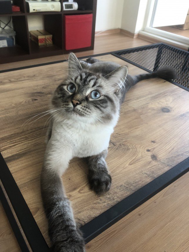 Aysun Küçükakça Kedi Oteli