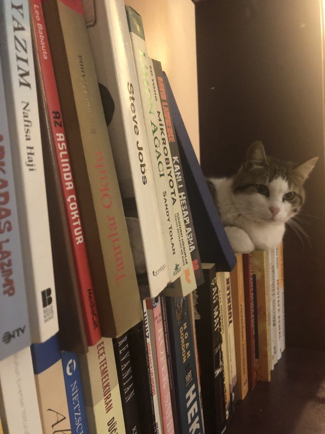 Aysun Küçükakça Kedi Oteli