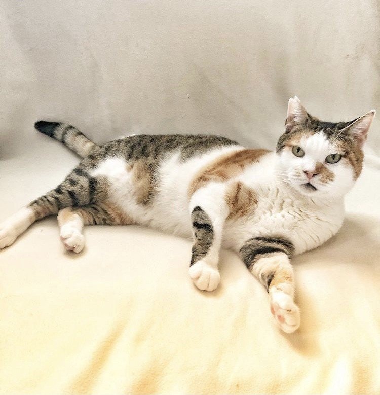 Aysun Küçükakça Kedi Oteli