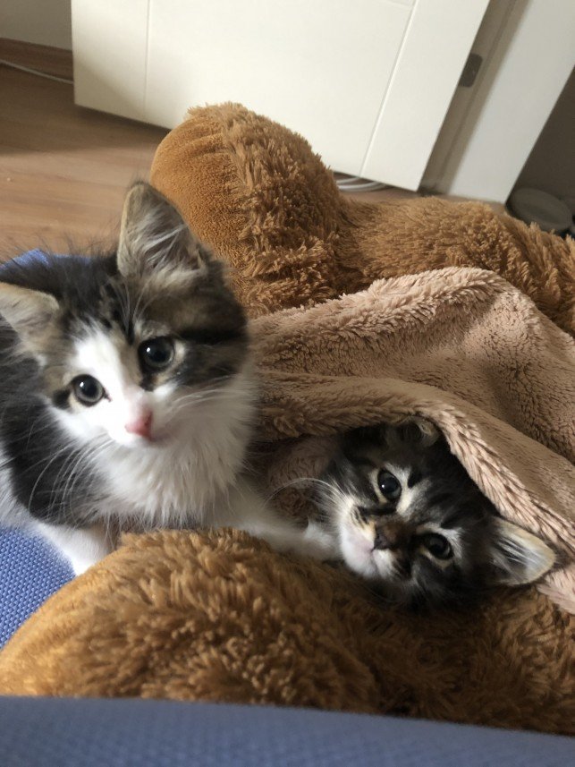 Aysun Küçükakça Kedi Oteli