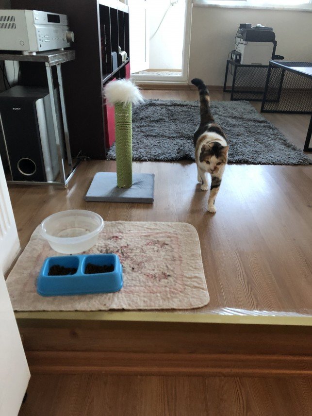 Aysun Küçükakça Kedi Oteli