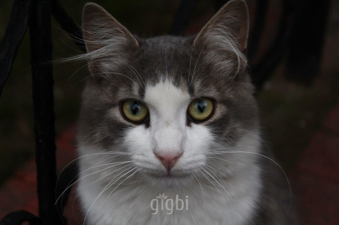 Bahattin Dönmez photography