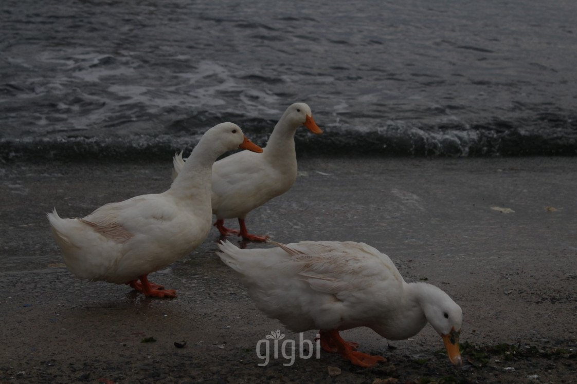 Bahattin Dönmez photography