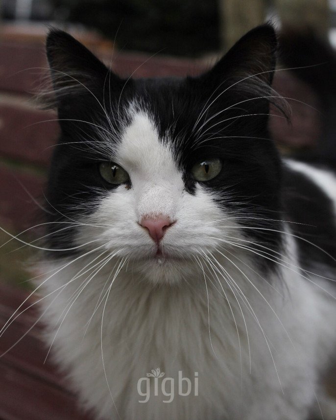 Bahattin Dönmez photography