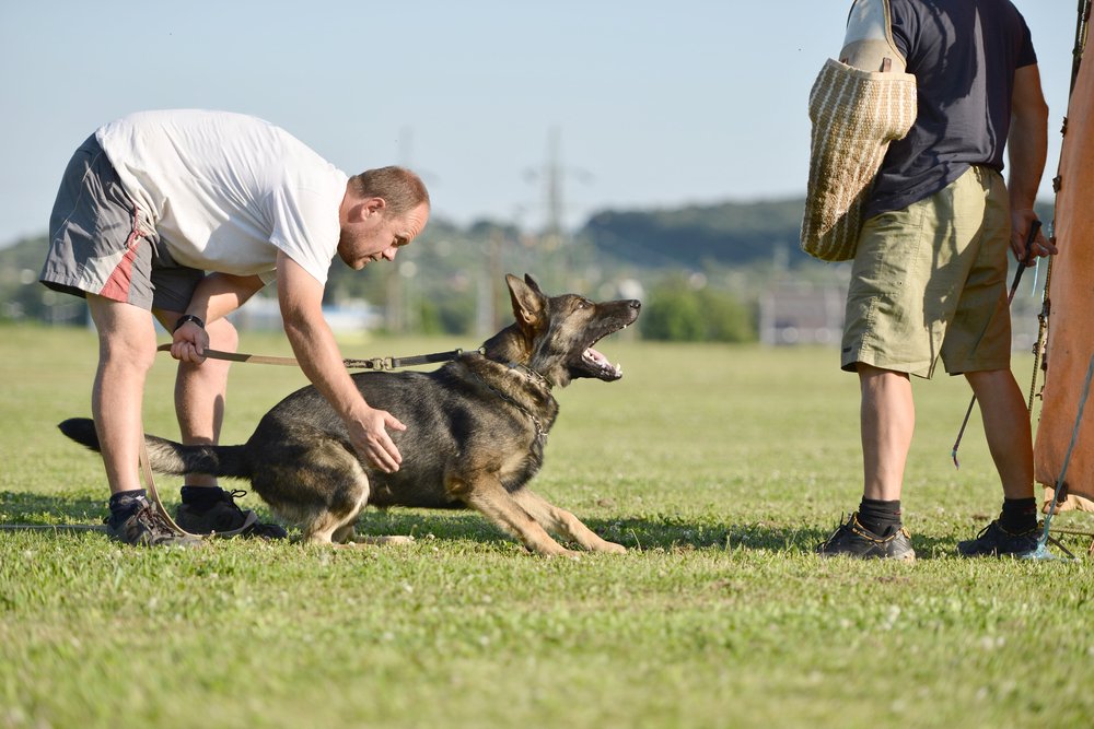 Beyaz Ev Köpek Eğitim Merkezi 