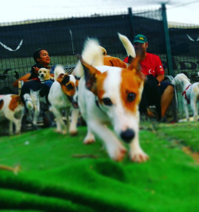 Bize Bırak Kedi Oteli