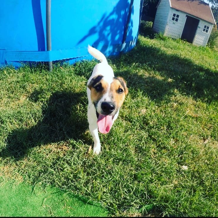 Bize Bırak Kedi Oteli