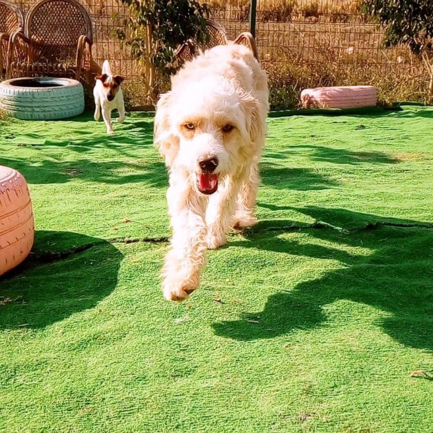 Bize Bırak Kedi Oteli