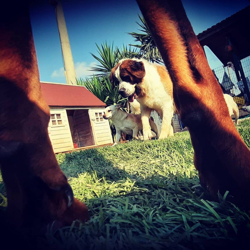 Bize Bırak Kedi Oteli