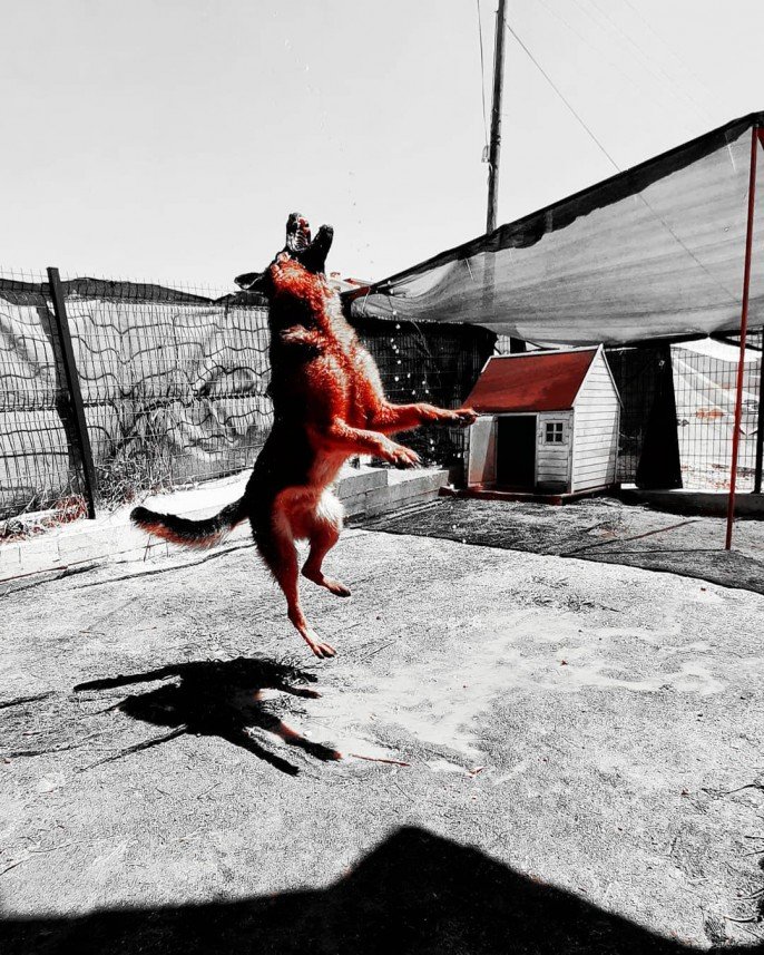 Bize Bırak Kedi Oteli