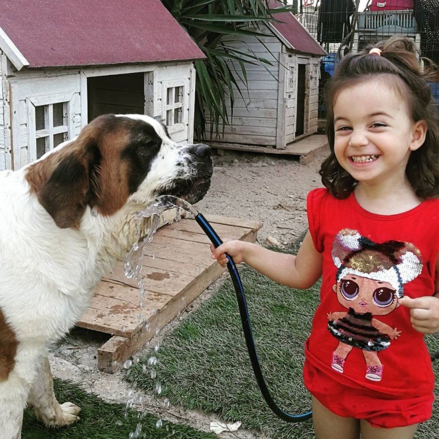 Bize Bırak Kedi Oteli