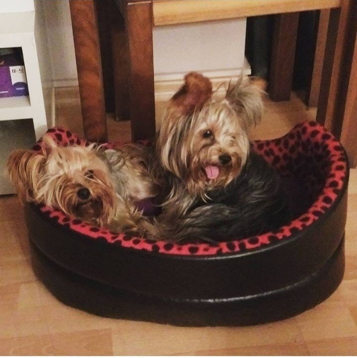 Bodrum Kaju Pet Pansiyon