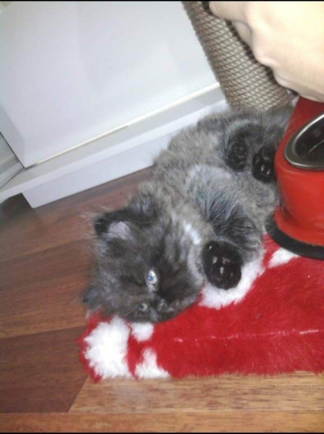 Bodrum Kaju Pet Pansiyon