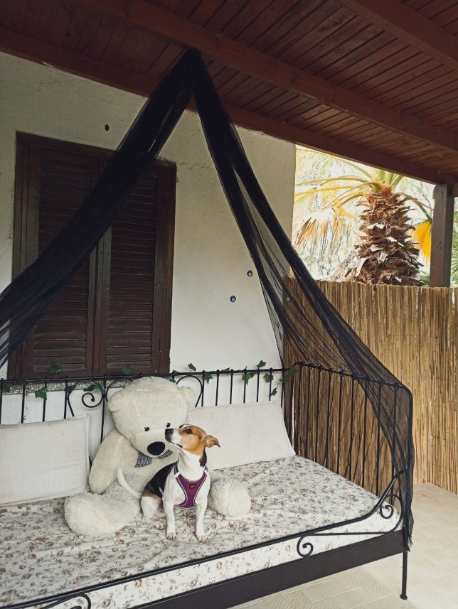 Bodrum Kaju Pet Pansiyon