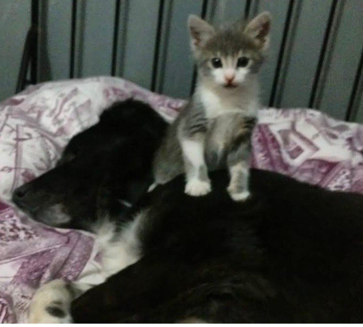 Bodrum Kaju Pet Pansiyon