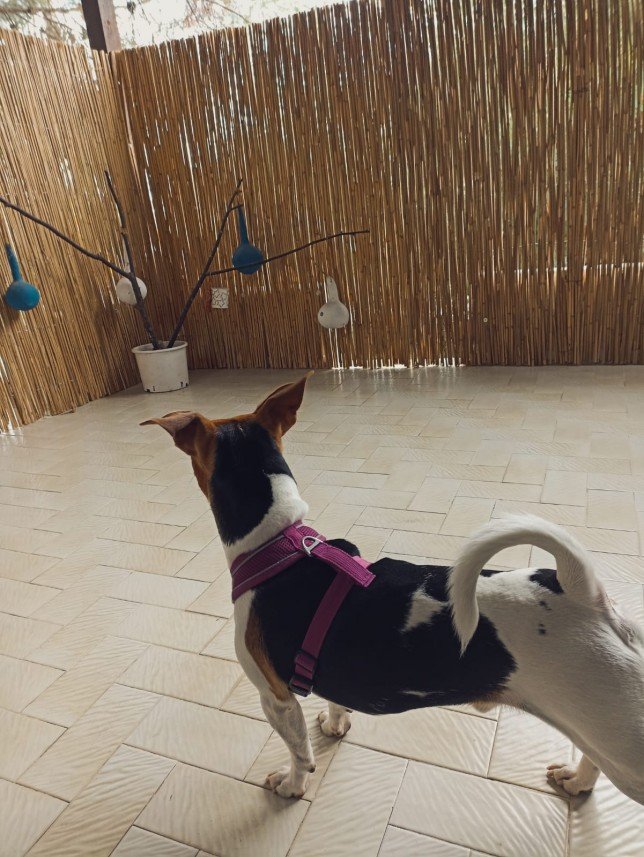 Bodrum Kaju Pet Pansiyon