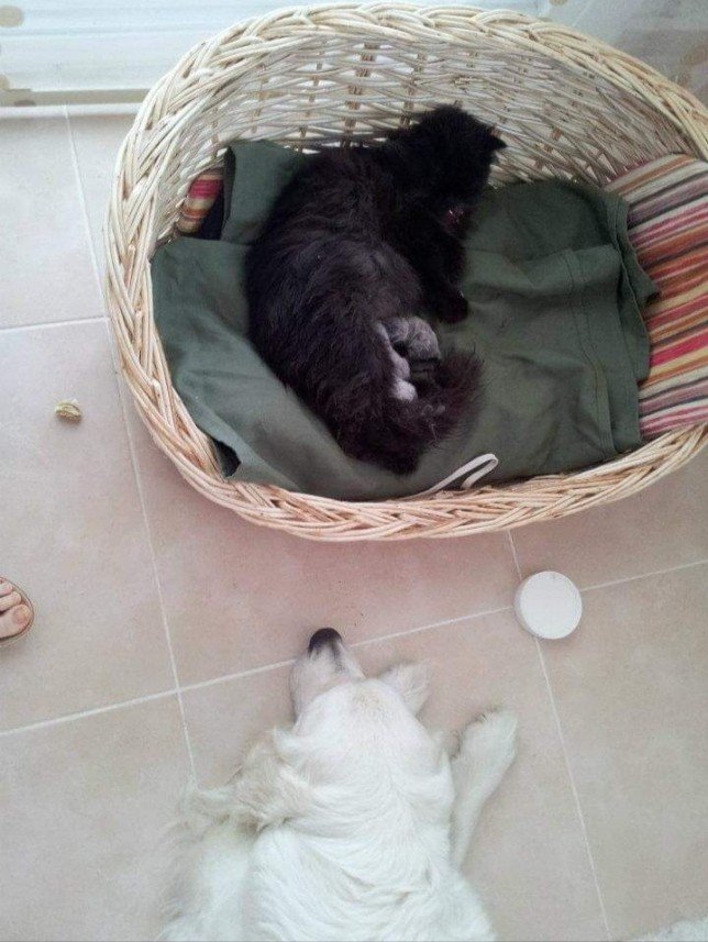 Bodrum Kaju Pet Pansiyon