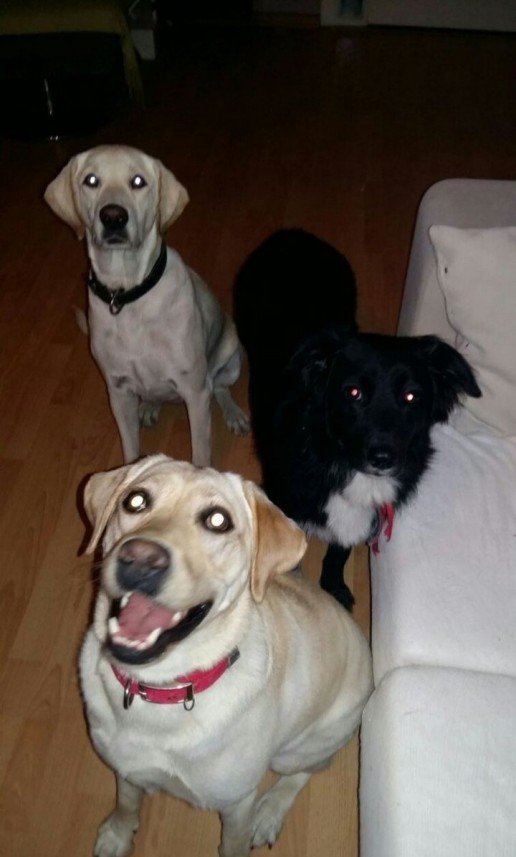 Bodrum Kaju Pet Pansiyon