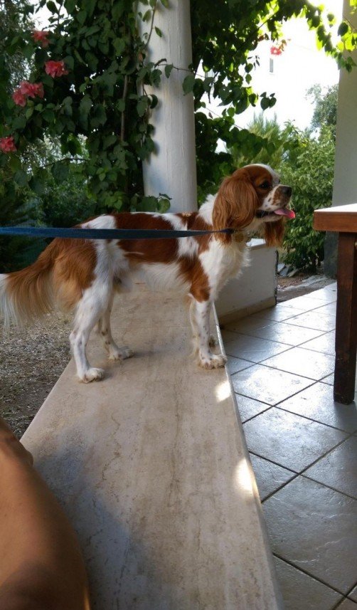 Bodrum Kaju Pet Pansiyon