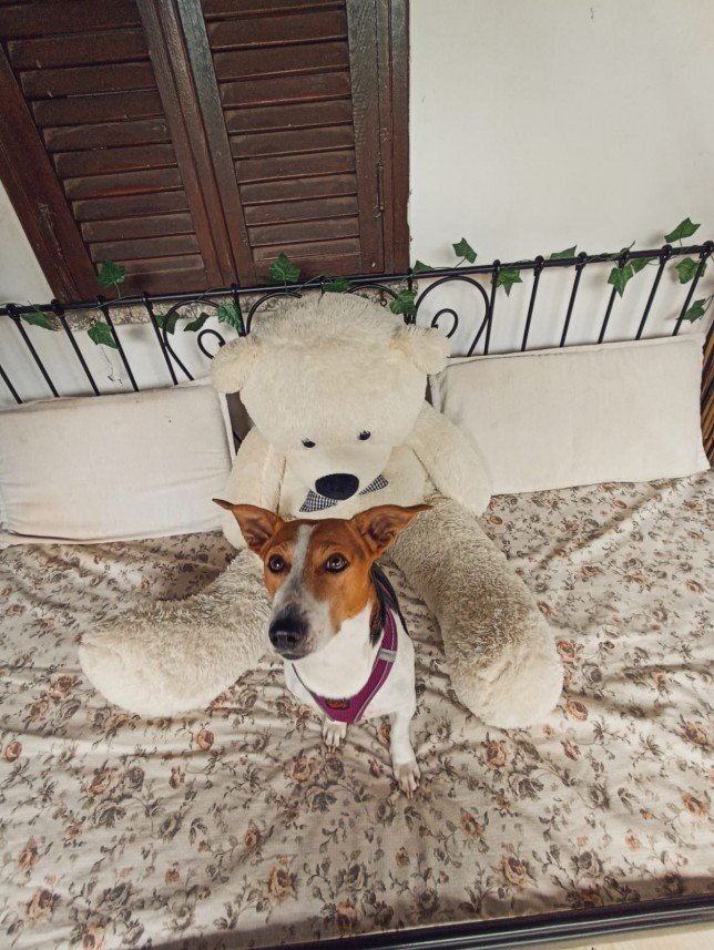 Bodrum Kaju Pet Pansiyon