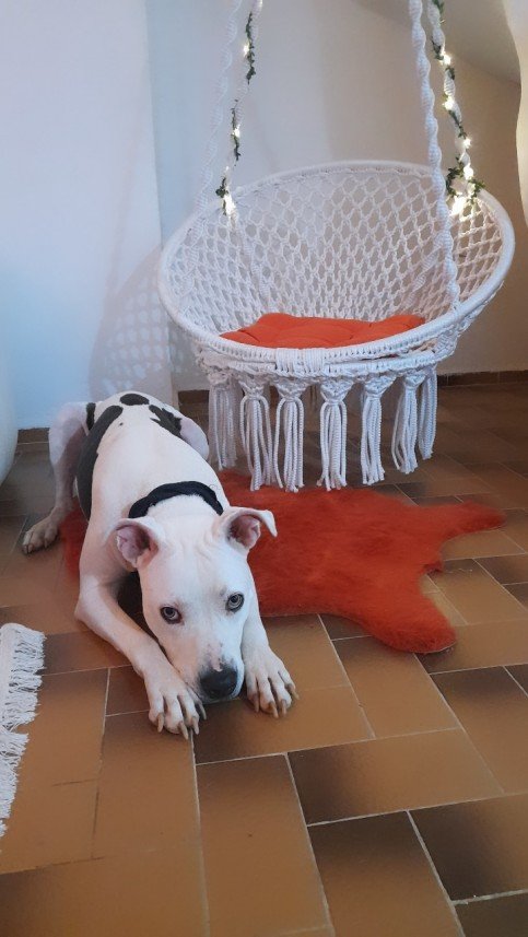 Bodrum Kaju Pet Pansiyon