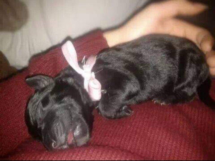 Bodrum Kaju Pet Pansiyon