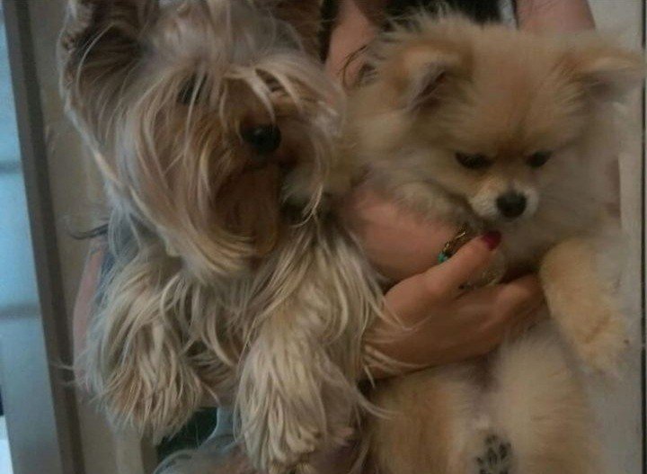 Bodrum Kaju Pet Pansiyon