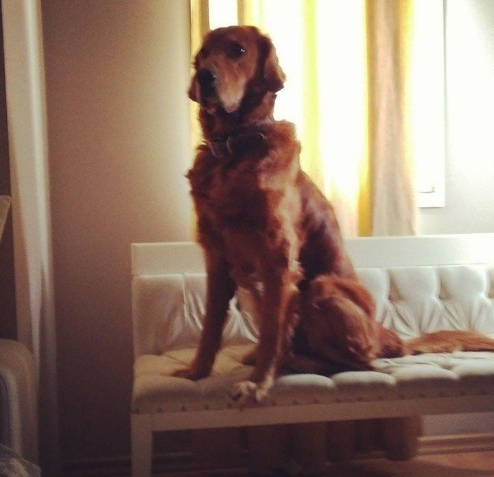 Bodrum Kaju Pet Pansiyon