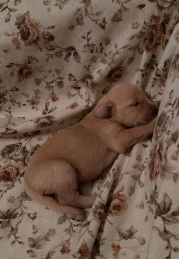 Bodrum Kaju Pet Pansiyon