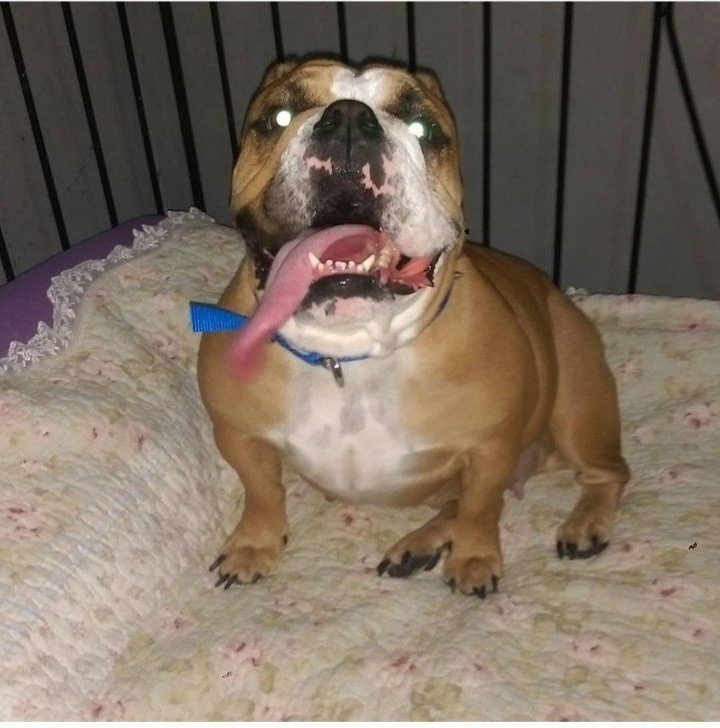 Bodrum Kaju Pet Pansiyon