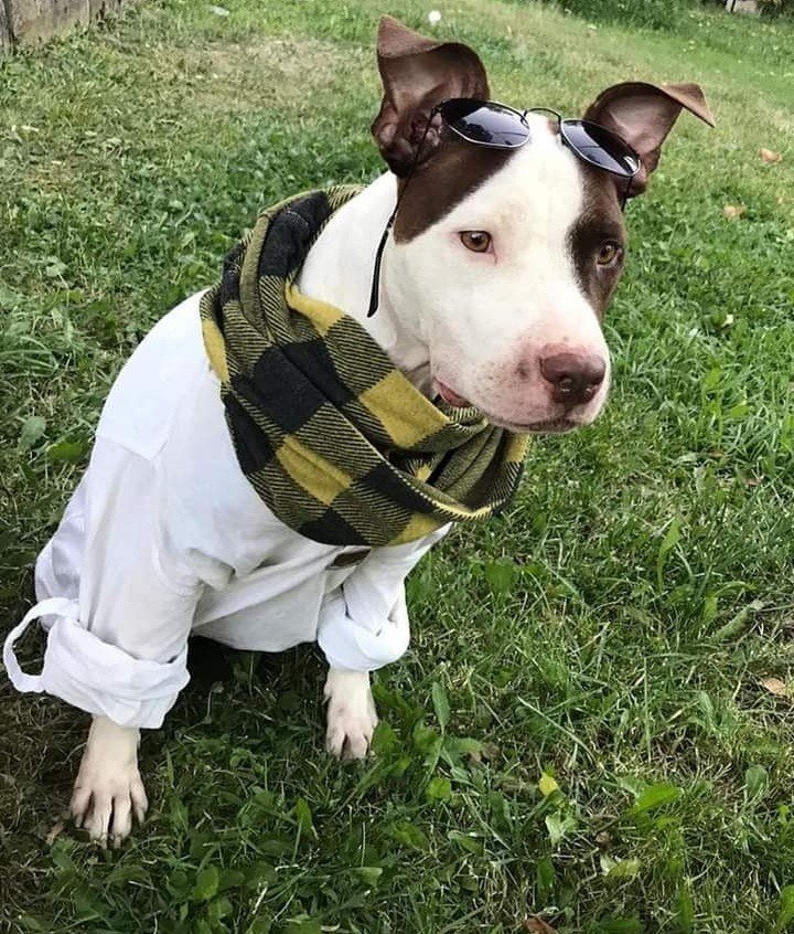 Bodrum Kaju Pet Pansiyon