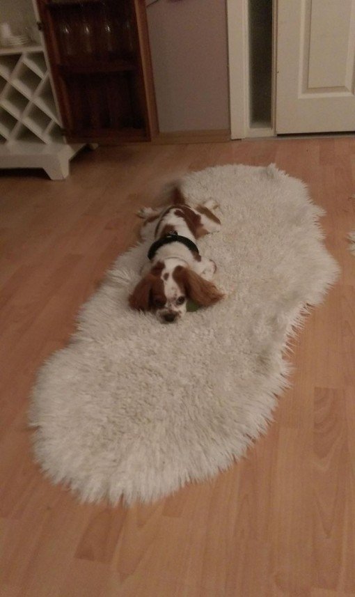 Bodrum Kaju Pet Pansiyon