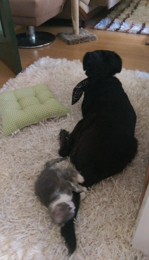 Bodrum Kaju Pet Pansiyon