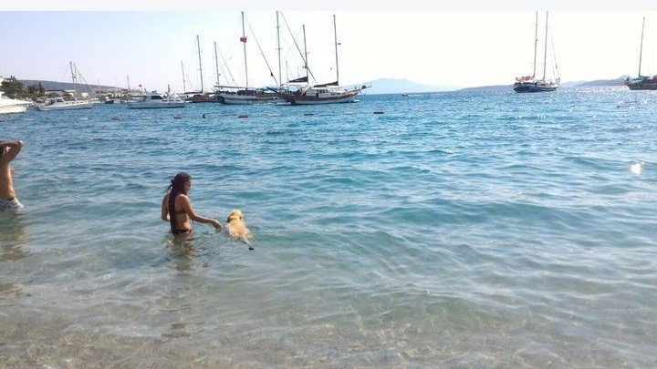 Bodrum Kaju Pet Pansiyon