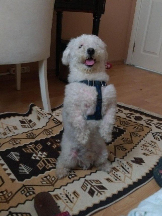 Bodrum Kaju Pet Pansiyon