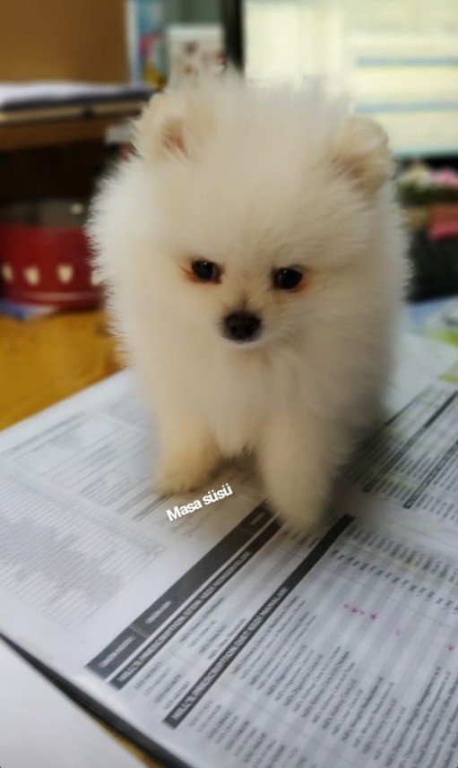 Bodrum Kaju Pet Pansiyon