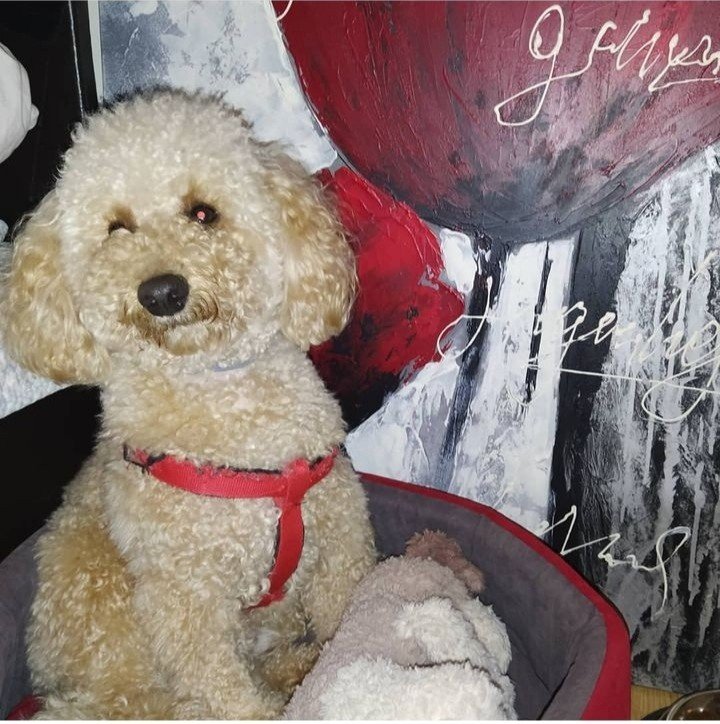 Bodrum Kaju Pet Pansiyon