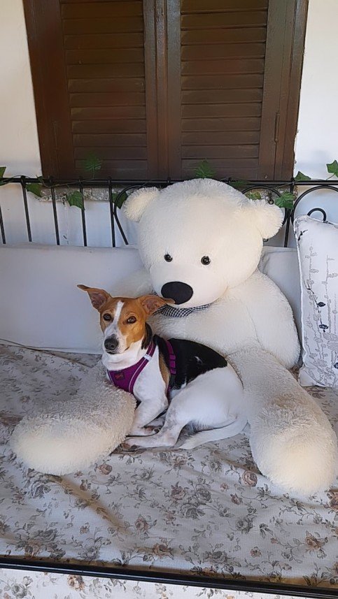 Bodrum Kaju Pet Pansiyon