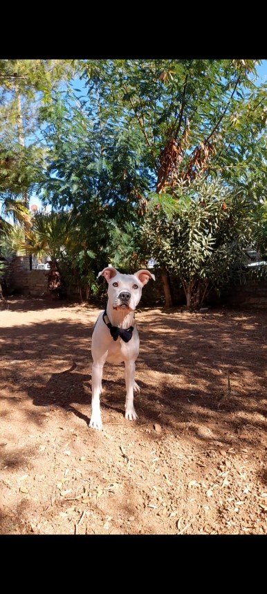 Bodrum Kaju Pet Pansiyon